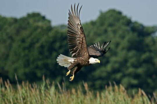 VIP Private Airboat Tour