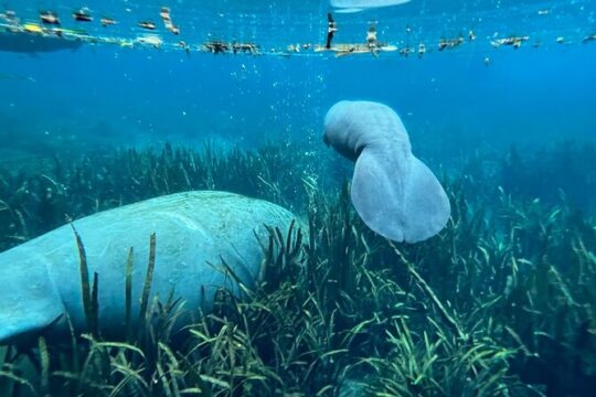 Glass Bottom Kayak Tours of Silver Springs