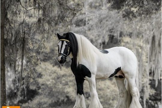 Gypsy Gold Horse Farm Tour