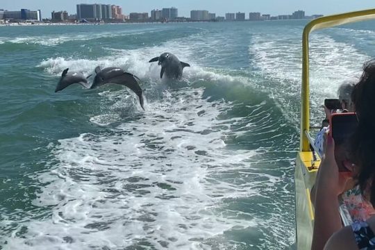 Clearwater Beach Dolphin Speedboat Adventure with Lunch & Transport From Orlando