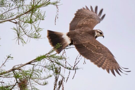 Central Florida Half-Day Private Birding Tour - 2 person max