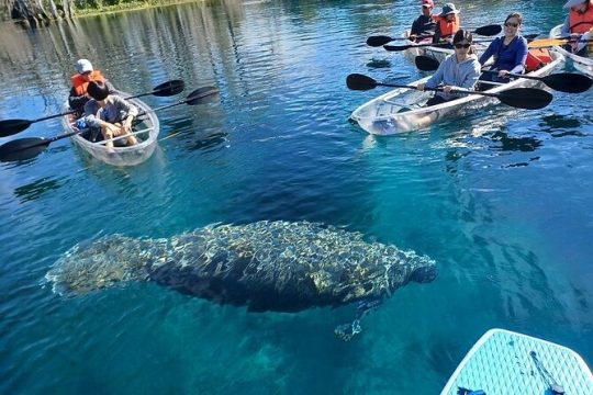 Manatee and Monkeys Clear Kayak or Clear Paddleboard Adventure