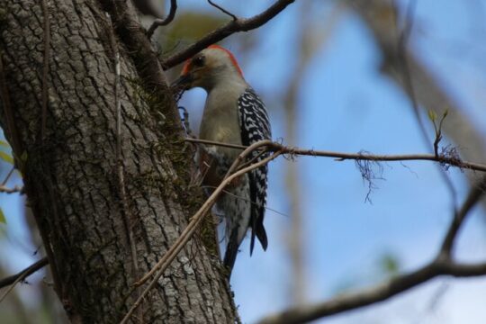 Small Group Blackwater Creek Scenic River Kayak Tour With Lunch
