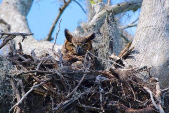 1.5 Hour Guided Historical Wildlife Tour of The Famous Chain of Lakes in Florida