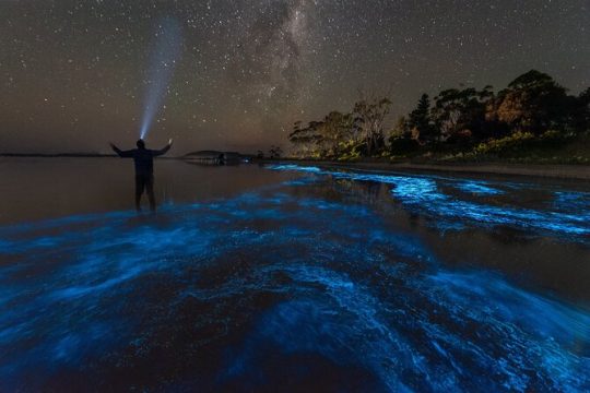 Florida Bioluminescent Paddleboard / Kayak Excursion