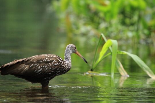 Wekiva Wildlife Kayaking Adventure Tour