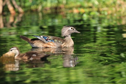 Silver Springs Wildlife Guided Kayak Tour