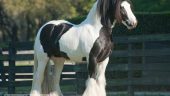 Gypsy Gold Farm, a must see!!!