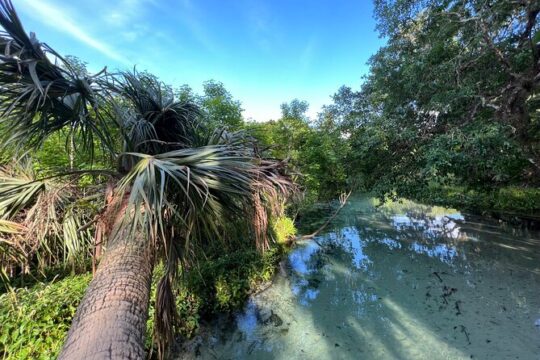 Florida paddle excursions