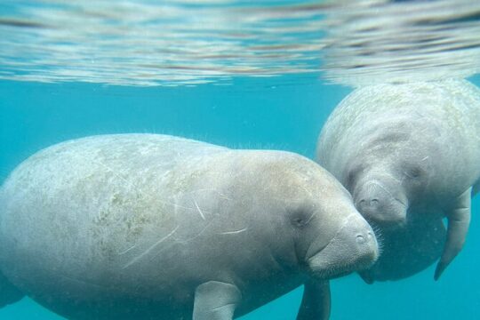 Silver Springs Clear Kayaking Tours & Wildlife Adventure