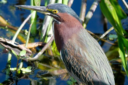 Florida Wildlife Drive Eco Tour with Lunch and Moonshine Tasting