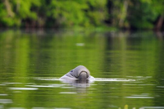 Guided Kayaking Manatee Tour near Orlando