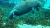 The only way to see & learn Silver Springs